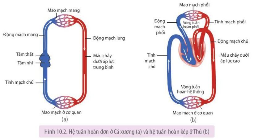 Sinh 11 Kết nối tri thức Bài 10: Tuần hoàn ở động vật