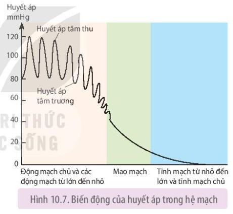Sinh 11 Kết nối tri thức Bài 10: Tuần hoàn ở động vật