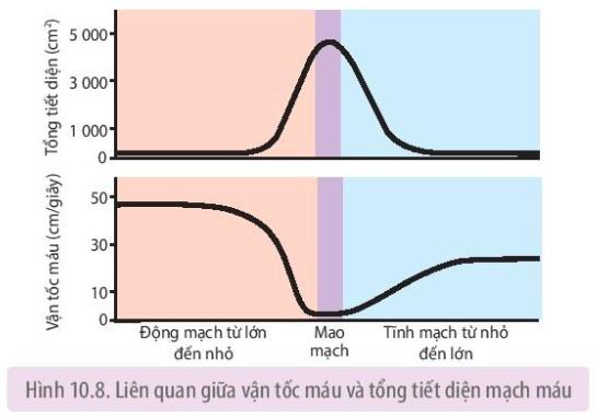 Sinh 11 Kết nối tri thức Bài 10: Tuần hoàn ở động vật