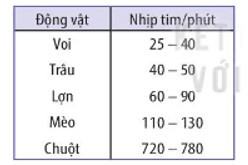 Sinh 11 Kết nối tri thức Bài 10: Tuần hoàn ở động vật