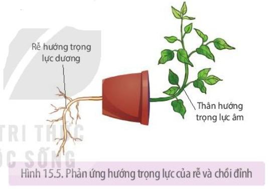 Sinh 11 Kết nối tri thức Bài 15: Cảm ứng ở thực vật