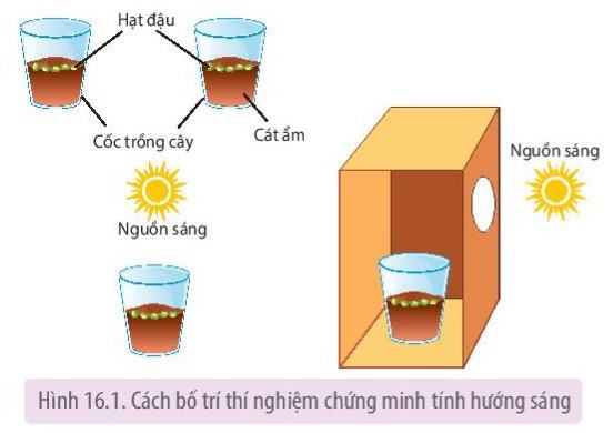 Sinh 11 Kết nối tri thức Bài 16: Thực hành: Cảm ứng ở thực vật