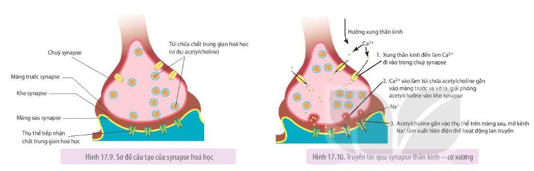 Sinh 11 Kết nối tri thức Bài 17: Cảm ứng ở động vật
