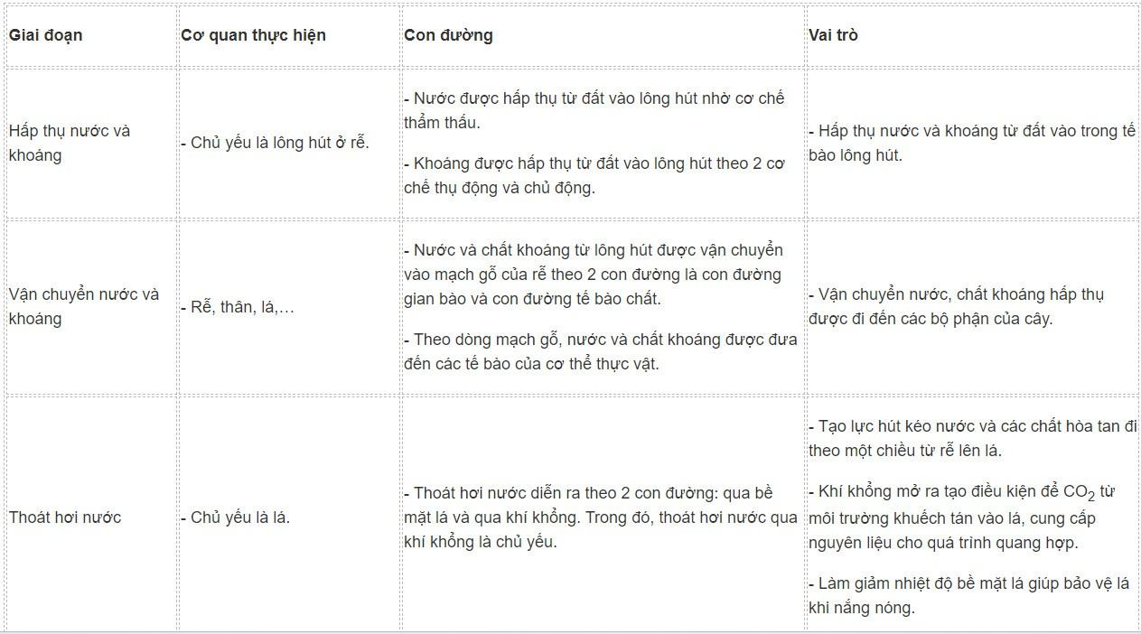 Sinh 11 Kết nối tri thức Bài 2: Trao đổi nước và khoáng ở thực vật