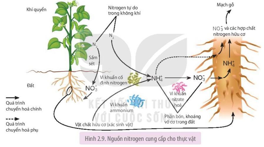 Sinh 11 Kết nối tri thức Bài 2: Trao đổi nước và khoáng ở thực vật