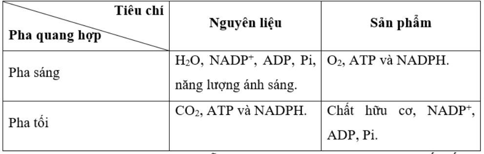 Sinh 11 Kết nối tri thức Bài 4: Quang hợp ở thực vật