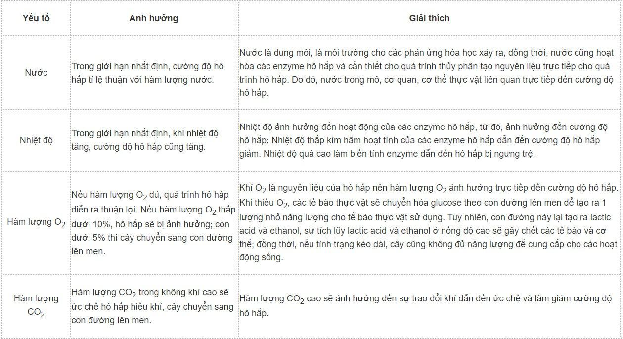 Sinh 11 Kết nối tri thức Bài 6: Hô hấp ở thực vật
