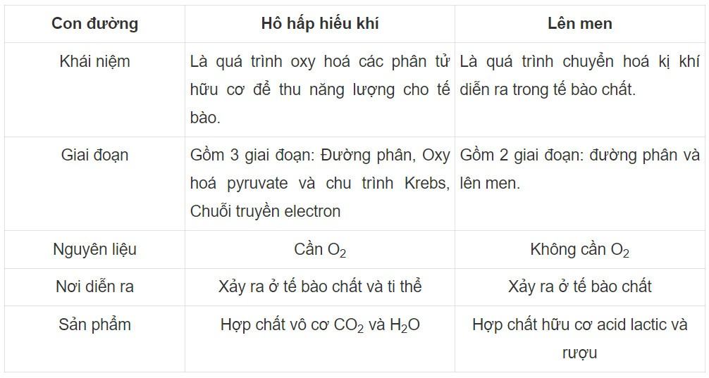 Sinh 11 Kết nối tri thức Bài 6: Hô hấp ở thực vật