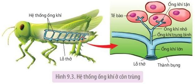 Sinh 11 Kết nối tri thức Bài 9: Hô hấp ở động vật