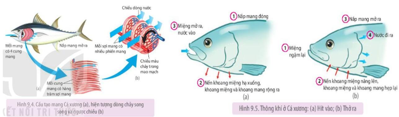 Sinh 11 Kết nối tri thức Bài 9: Hô hấp ở động vật