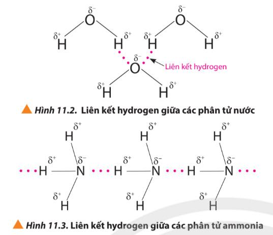 Hóa 10 Chân trời sáng tạo Bài 11: Liên kết hydrogen và tương tác van der waals