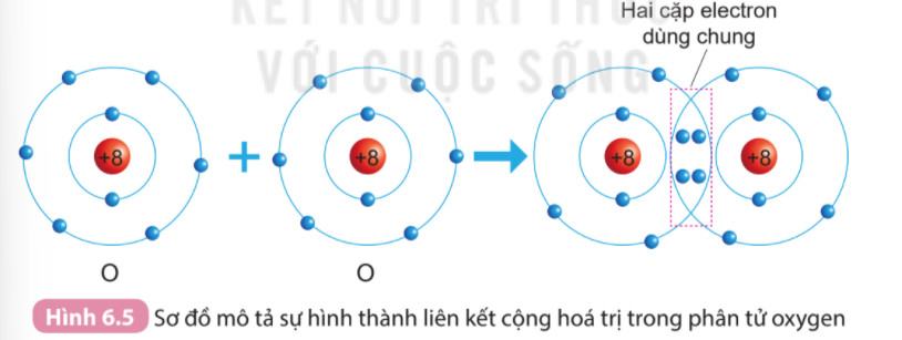 Hóa 10 Chân trời sáng tạo Bài 8: Quy tắc octet