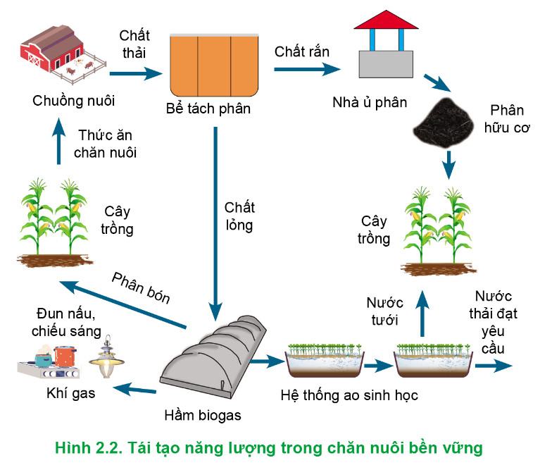 Công nghệ Chăn nuôi 11 Cánh Diều Bài 2: Xu hướng phát triển của chăn nuôi
