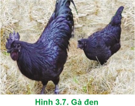 Công nghệ Chăn nuôi 11 Cánh Diều Bài 3: Phân loại vật nuôi