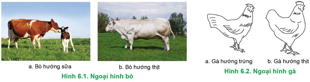 Công nghệ Chăn nuôi 11 Cánh Diều Bài 6: Chọn giống vật nuôi
