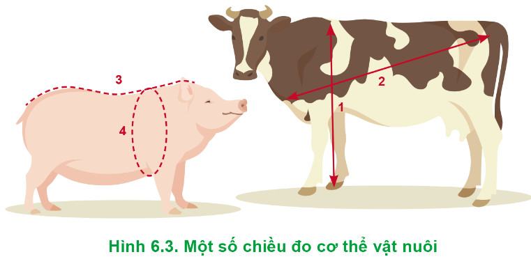 Công nghệ Chăn nuôi 11 Cánh Diều Bài 6: Chọn giống vật nuôi