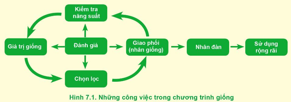 Công nghệ Chăn nuôi 11 Cánh Diều Bài 7: Nhân giống vật nuôi
