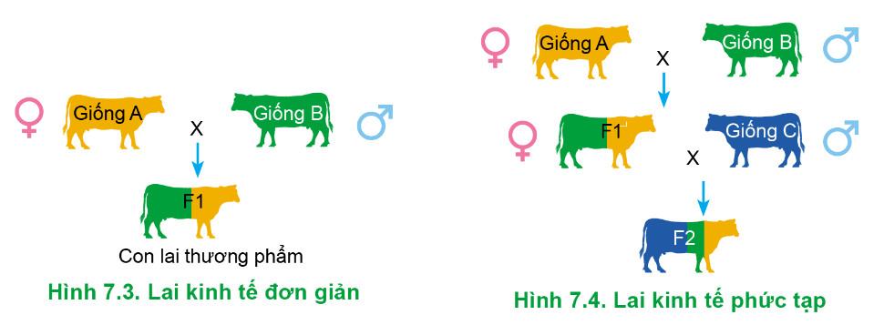 Công nghệ Chăn nuôi 11 Cánh Diều Bài 7: Nhân giống vật nuôi