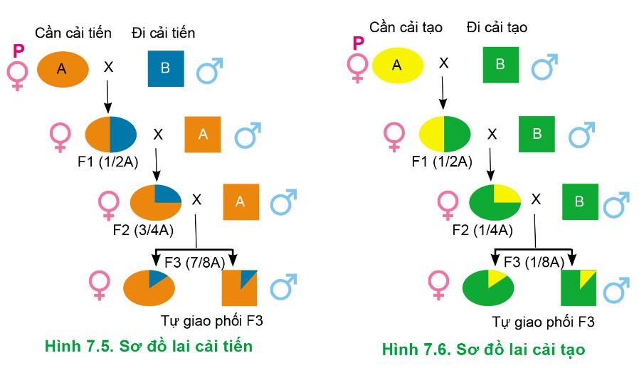 Công nghệ Chăn nuôi 11 Cánh Diều Bài 7: Nhân giống vật nuôi