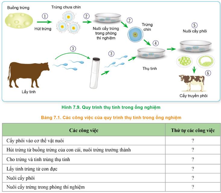 Công nghệ Chăn nuôi 11 Cánh Diều Bài 7: Nhân giống vật nuôi