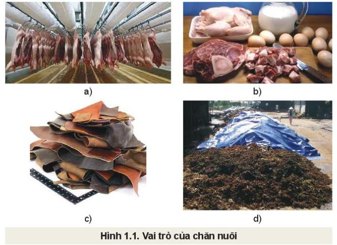 Công nghệ Chăn nuôi 11 Kết nối tri thức Bài 1: Vai trò và triển vọng của chăn nuôi