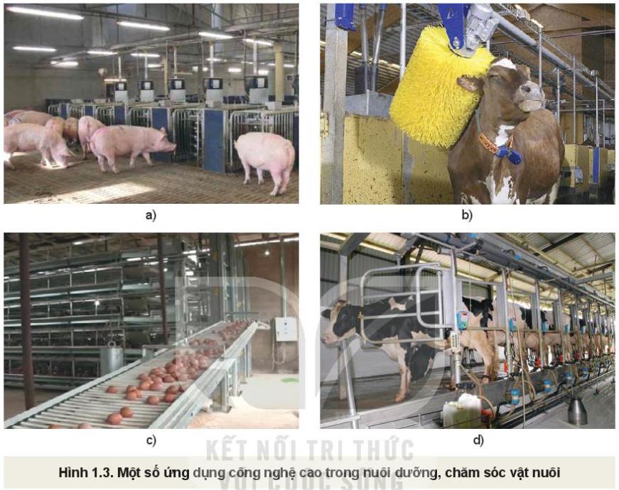 Công nghệ Chăn nuôi 11 Kết nối tri thức Bài 1: Vai trò và triển vọng của chăn nuôi