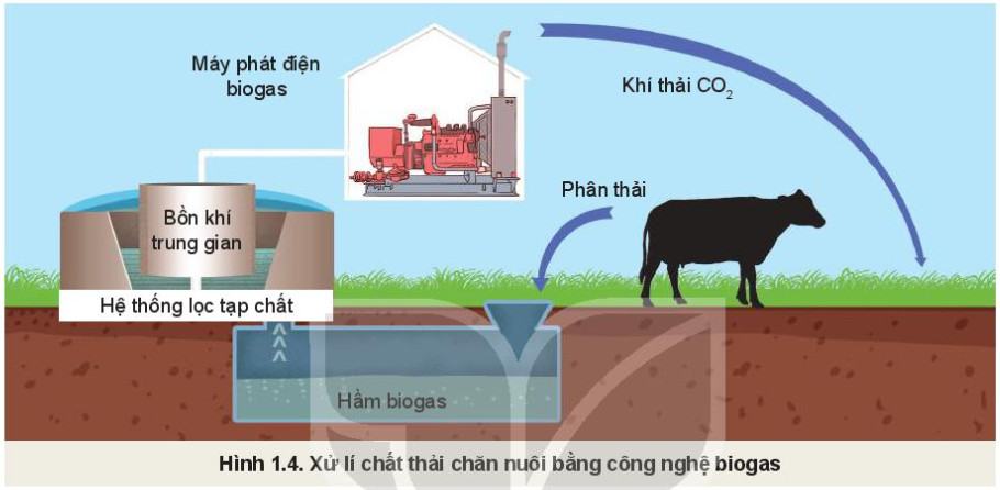 Công nghệ Chăn nuôi 11 Kết nối tri thức Bài 1: Vai trò và triển vọng của chăn nuôi