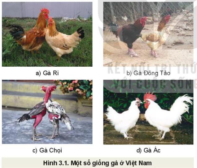 Công nghệ Chăn nuôi 11 Kết nối tri thức Bài 3: Khái niệm, vai trò của giống trong chăn nuôi