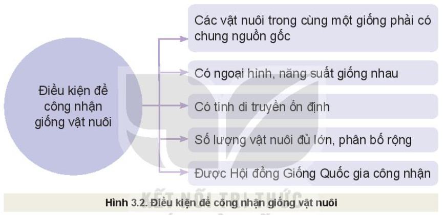 Công nghệ Chăn nuôi 11 Kết nối tri thức Bài 3: Khái niệm, vai trò của giống trong chăn nuôi