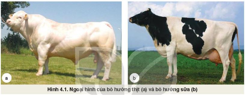 Công nghệ Chăn nuôi 11 Kết nối tri thức Bài 4: Chọn giống vật nuôi