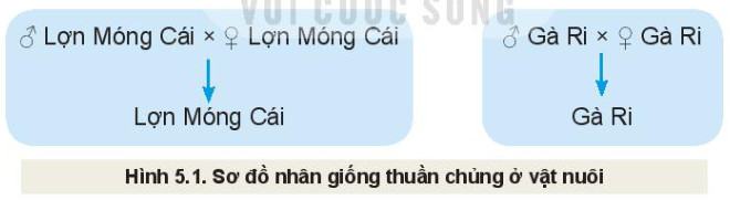 Công nghệ Chăn nuôi 11 Kết nối tri thức Bài 5: Nhân giống vật nuôi