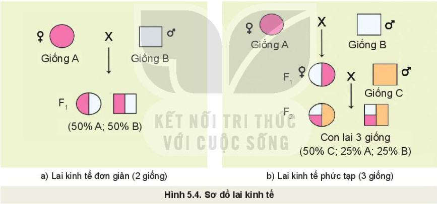 Công nghệ Chăn nuôi 11 Kết nối tri thức Bài 5: Nhân giống vật nuôi
