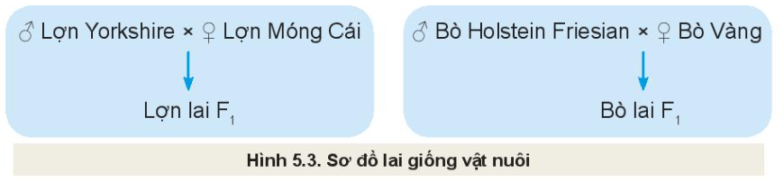 Công nghệ Chăn nuôi 11 Kết nối tri thức Bài 5: Nhân giống vật nuôi
