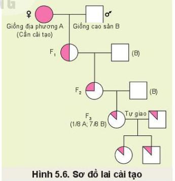 Công nghệ Chăn nuôi 11 Kết nối tri thức Bài 5: Nhân giống vật nuôi