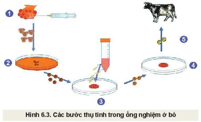 Công nghệ Chăn nuôi 11 Kết nối tri thức Bài 6: Ứng dụng công nghệ sinh học trong chọn và nhân giống vật nuôi