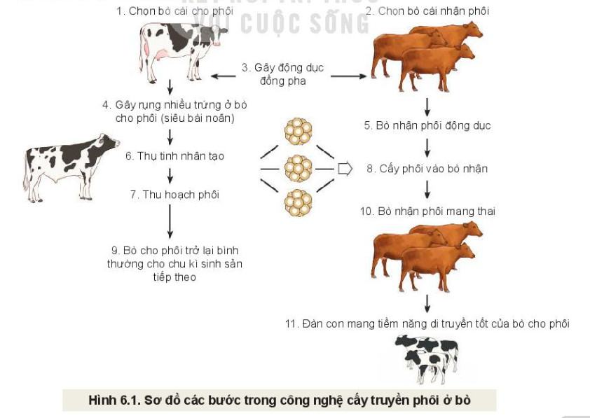 Công nghệ Chăn nuôi 11 Kết nối tri thức Bài 6: Ứng dụng công nghệ sinh học trong chọn và nhân giống vật nuôi