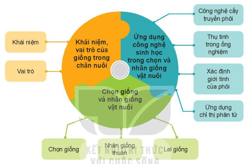 Công nghệ Chăn nuôi 11 Kết nối tri thức Ôn tập chương 2