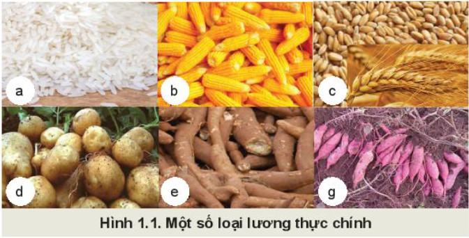 Công nghệ trồng trọt 10 Kết nối tri thức Bài 1: Giới thiệu về trồng trọt